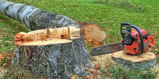 Professional Tree Removal in Leisure Knoll, NJ