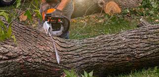Best Tree Disease Treatment  in Leisure Knoll, NJ