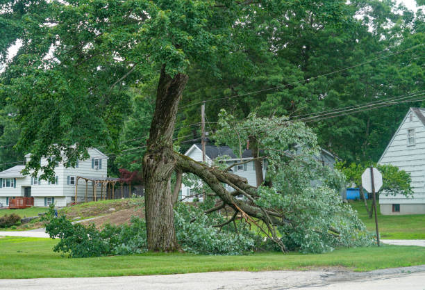 Best Lot and Land Clearing  in Leisure Knoll, NJ