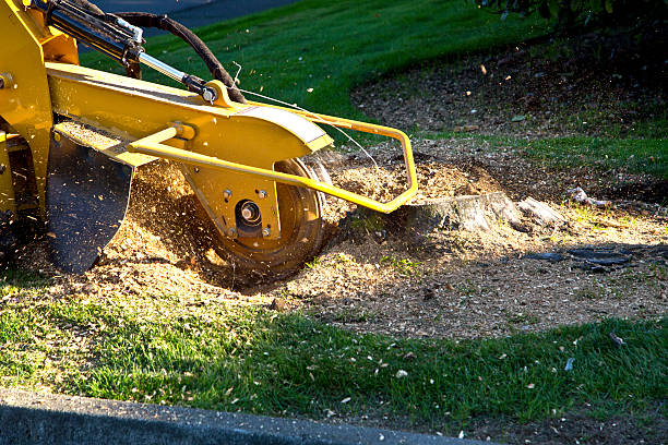 Best Grass Overseeding  in Leisure Knoll, NJ
