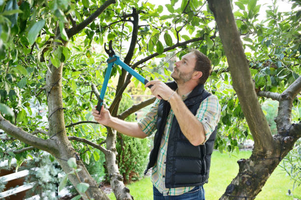 Best Root Management and Removal  in Leisure Knoll, NJ